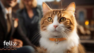  Include Your Kitty in a 'Purr-fect Proposal' for Chance to Win Cash Towards a Ring - Diamond Designs