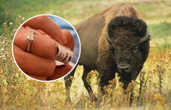 After Brutal Encounter With Bison, AZ Woman Accepts Proposal From Hospital Bed - Diamond Designs