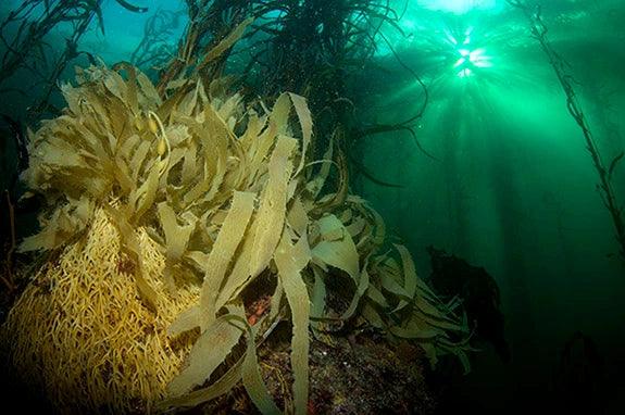 Giant Kelp to Play a Key Role in Diamond Miner’s Carbon-Neutral Initiative - Diamond Designs