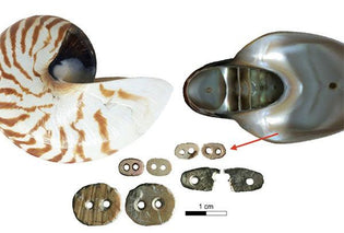  Nautilus Shell Adornments Were All the Rage 12,000 Years Ago in Indonesia - Diamond Designs
